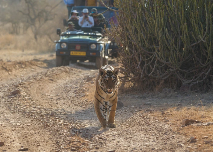rajasthan